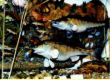 Fischereiabteilung